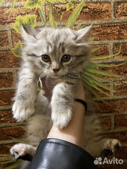 Котенок девочка в добрые руки