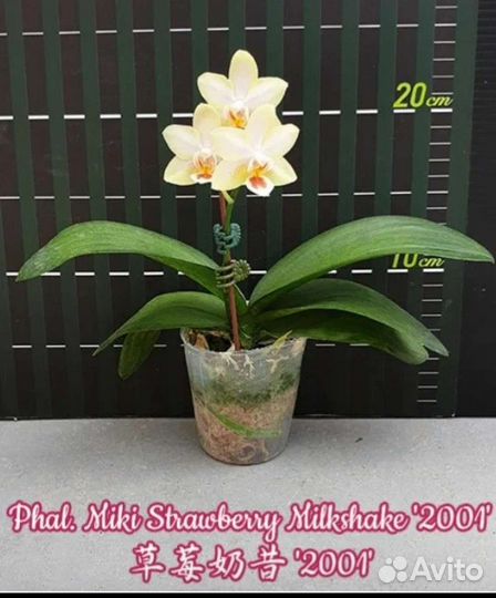 Орхидея фаленопсис