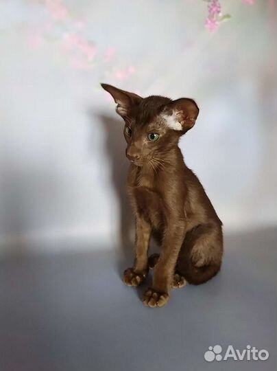 Ориентальные котята с документами