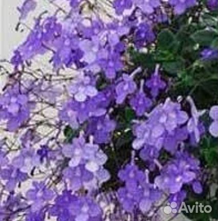 Стрептокарпелла