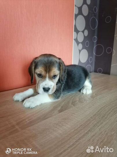 Щенки Бигль