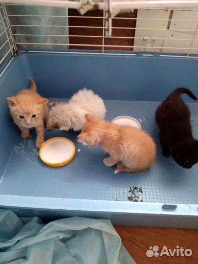 Отдам котят