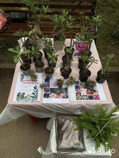 Выставка-продажа комнатных растений