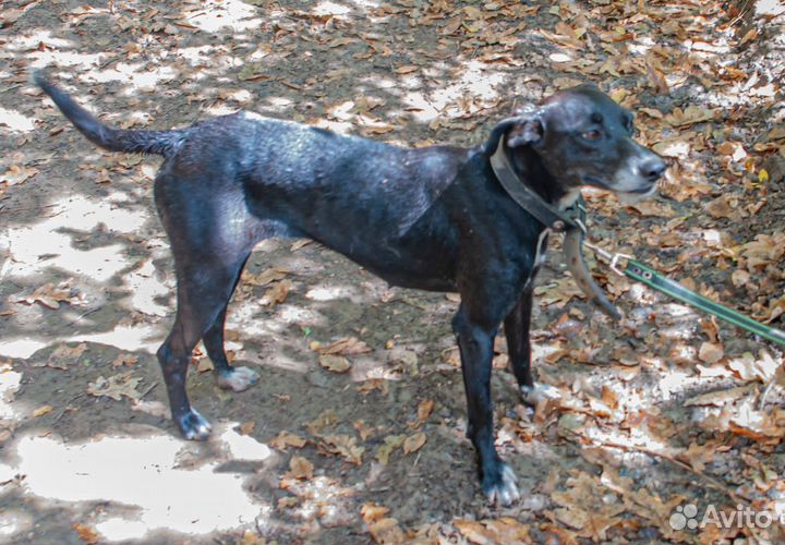 Красавица Нонна ищет дом, собака бесплатно