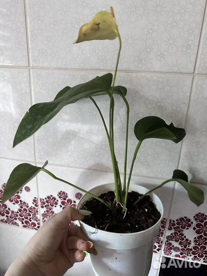 Антариум белый чемпион