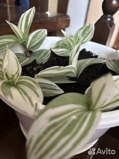 Комнатные цветы