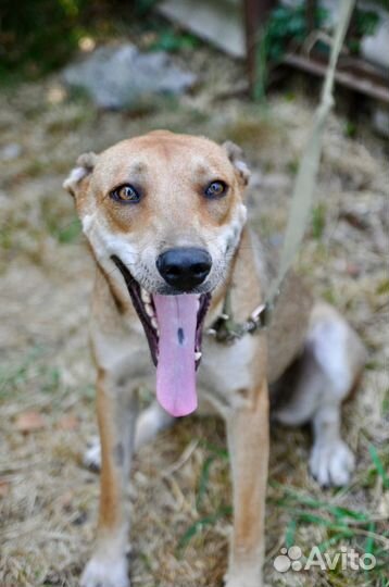 Собака девочка молодая очень ласковая