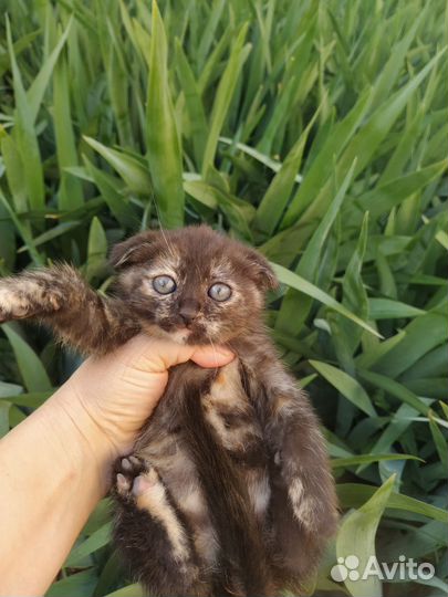 Котята в добрые руки бесплатно