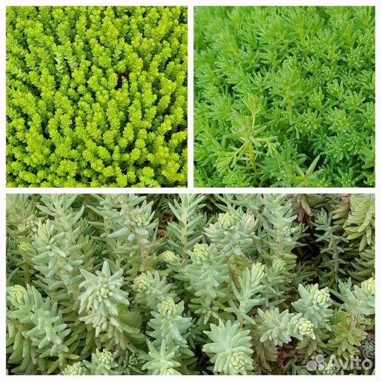 Многолетние садовые растения