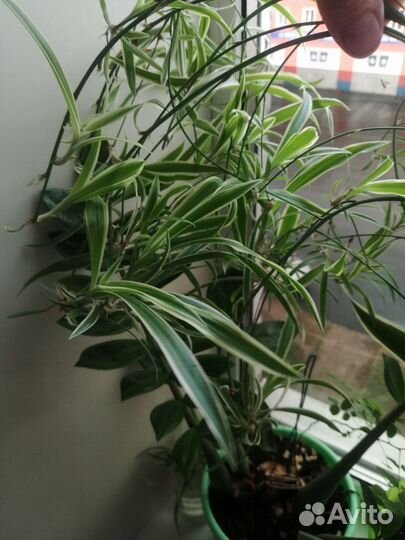 Хлорофитум