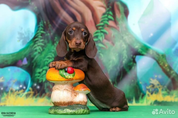 Щенки мини/кроличьей таксы.Девочка РКФ