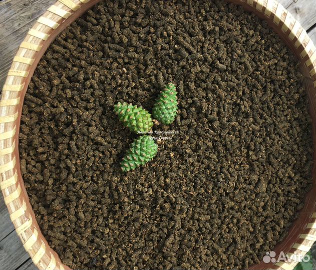 Иван-чай крупнолистовой Салаирский чай горный лист