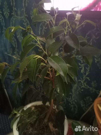 Фикус бенджамина