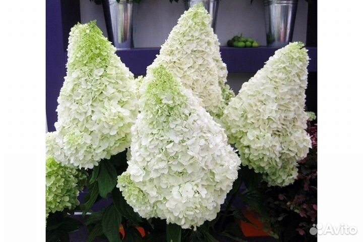 Гортензия метельчатая Полар Бир
