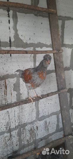 Домашняя птица