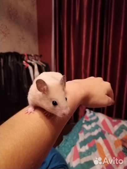 Хомяк ручной