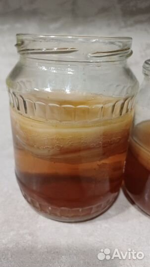 Чайный гриб комбуча