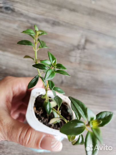 Нематантус