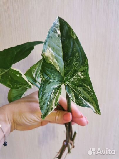 Сингониум империал вайт imperial white