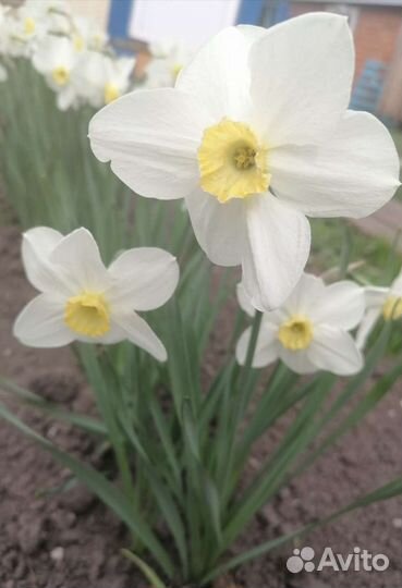 Луковицы нарциссов