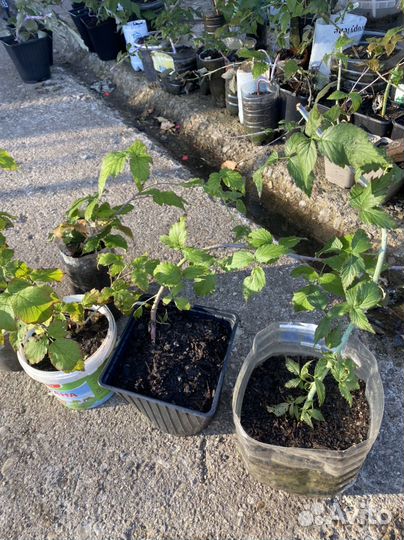 Малина кумберленд саженцы