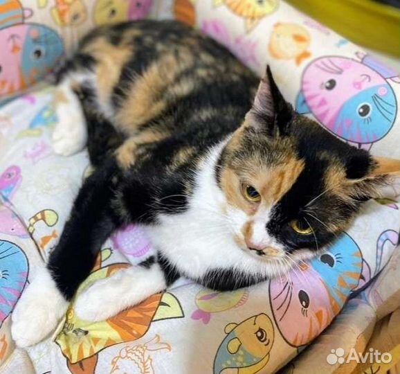 Маруся очень умная кошка