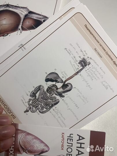 Карточки анатомяи человека спланхнология Сапин