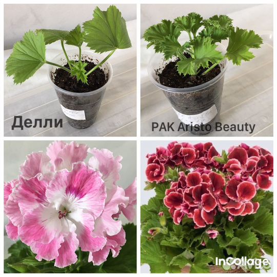 Королевские пеларгонии