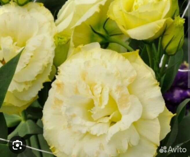 Рассада эустомы