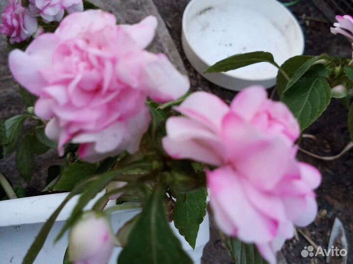 Черенки сортовых бальзаминов, эписций, бегонии