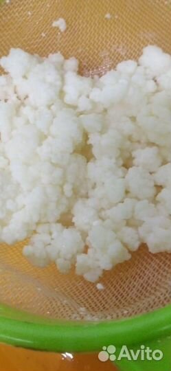 Тибетский кефирный молочный гриб