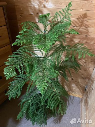 Араукария *домашняя ель) Heterophyl D-23/ H-115