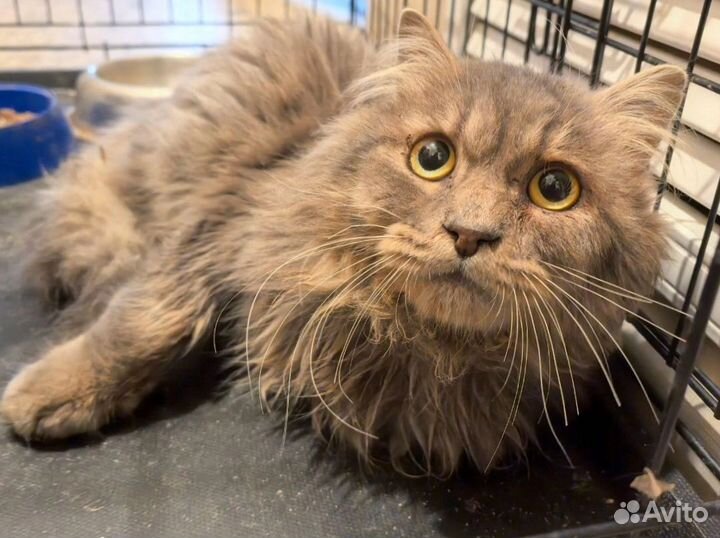 Котик в добрые руки