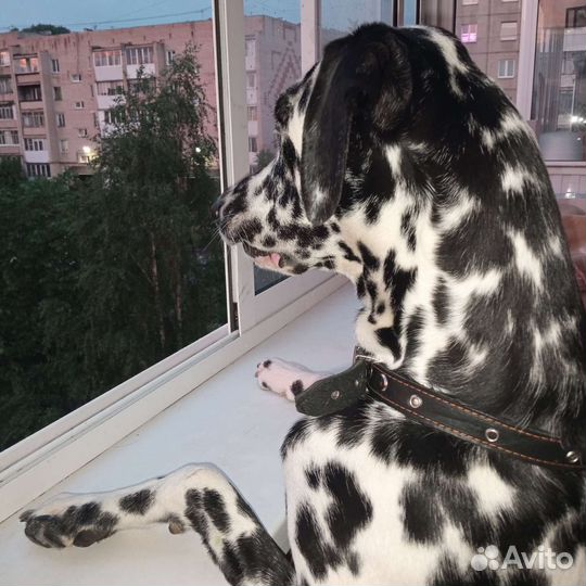Выгул собак,есть опыт