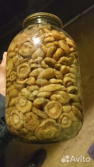 Грузди соленые урожай 2022 года