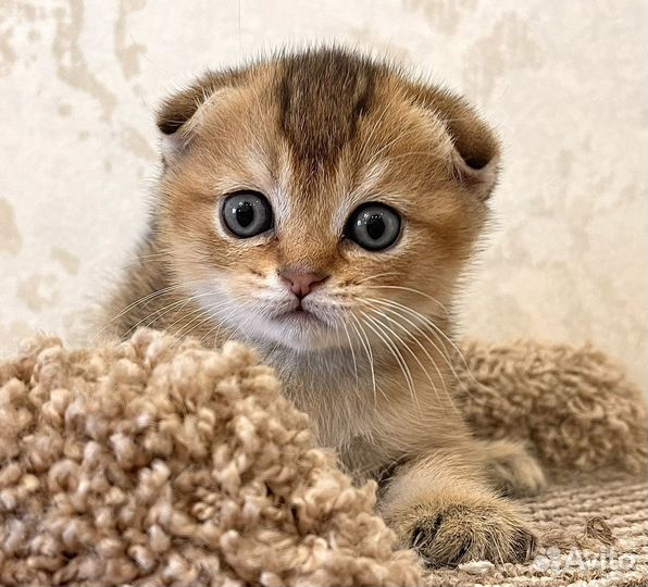 Вислоухий кот 1мес Золотая шиншилла Красавчик