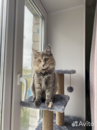 Вязка, ищем котика