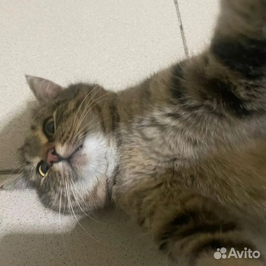 Кот Степан в добрые руки