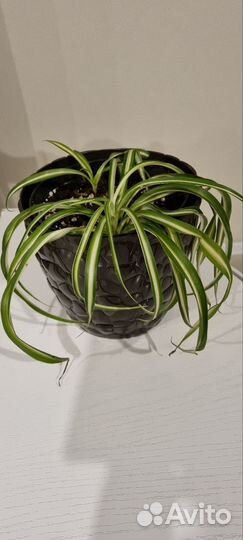 Цветы домашние в горшках