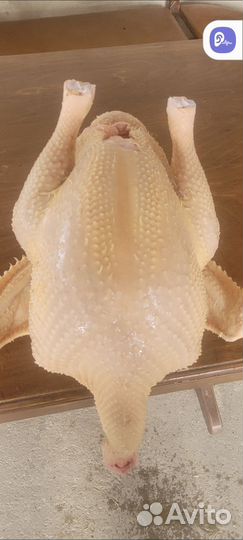 Индюки на мясо