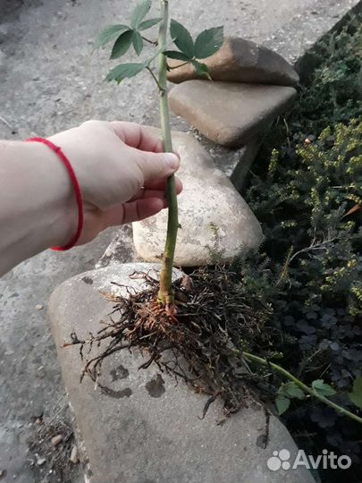 Ежевика саженцы