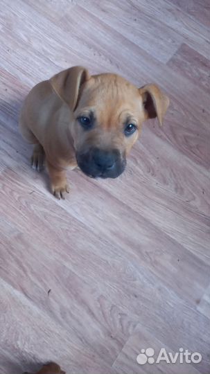 Предлагаю к продажи щенков Американского питбуля