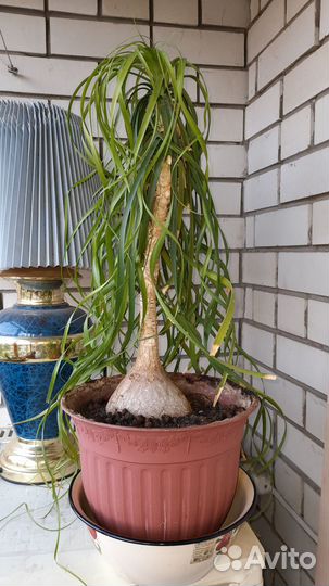 Нолина (бокарнея)