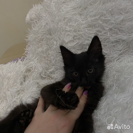 Котенок ищет семью