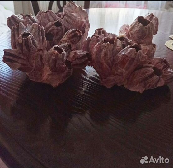 Кораллы Балянусы