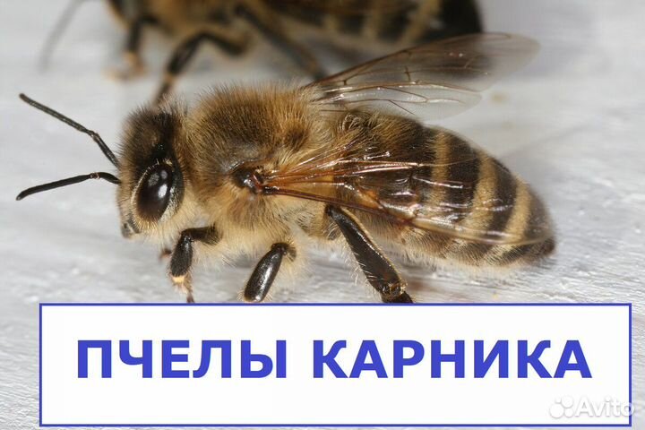 Пчелы карника, пчелы, пчелопакет