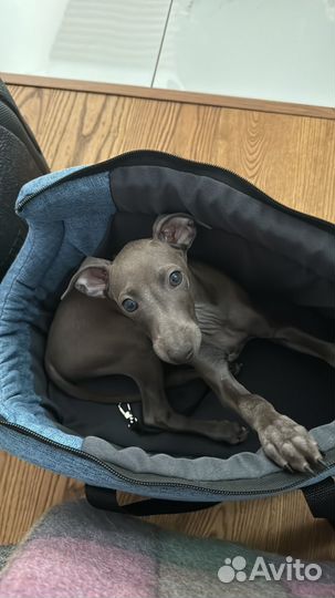 Щенок левретки мальчик