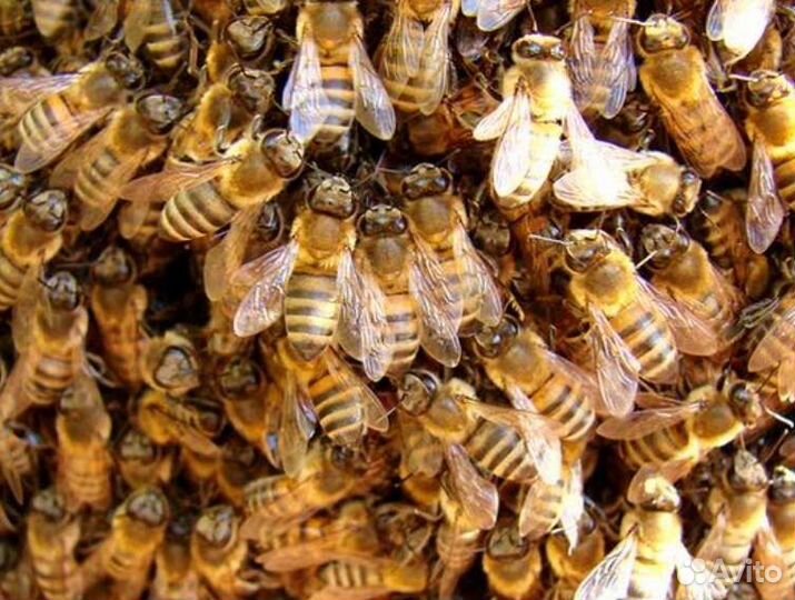 Пчелосемьи