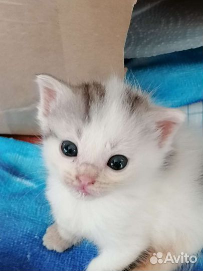 Кошка в дар бесплатно