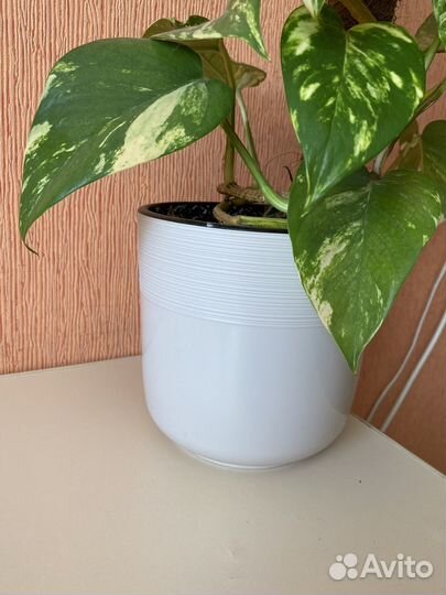 Сциндапсус золотистый